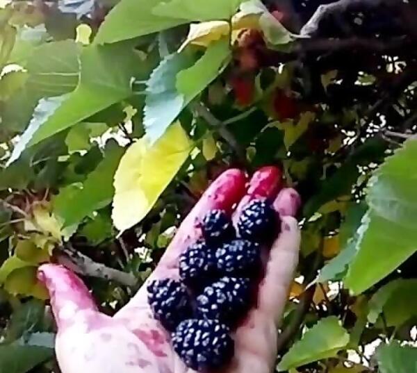 عکس میوه شاه توت