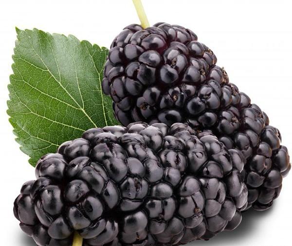 عکس میوه شاه توت