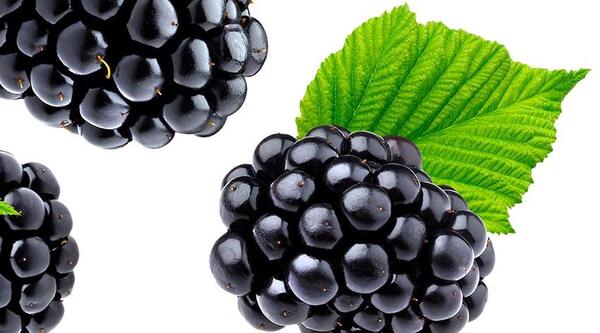 عکس میوه شاه توت