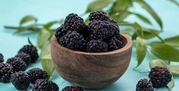 عکس میوه شاه توت