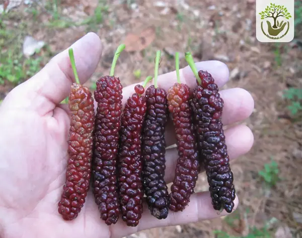 عکس میوه شاه توت
