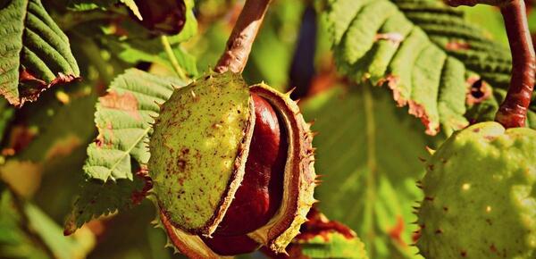 عکس گیاه شاه بلوط هندی