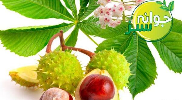 عکس گیاه شاه بلوط هندی