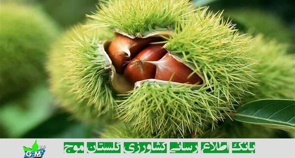 عکس گیاه شاه بلوط هندی