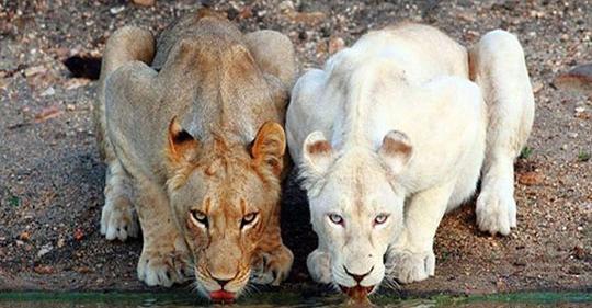 عکس شیر واقعی سفید