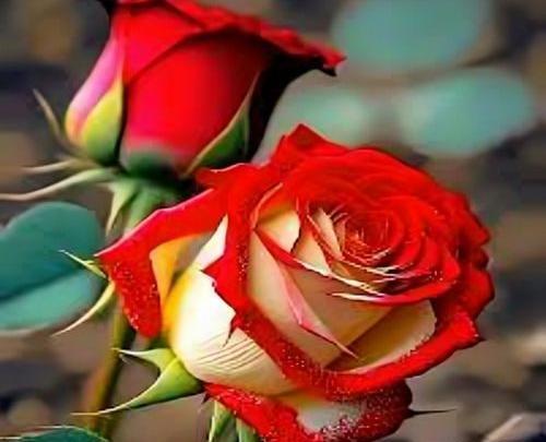 عکس گل زیبا برای پروفایل شاد جدید