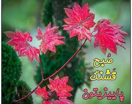 دانلود عکس سلام صبح بخیر