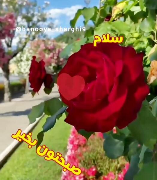 متن صبح بخیر با عکس گل