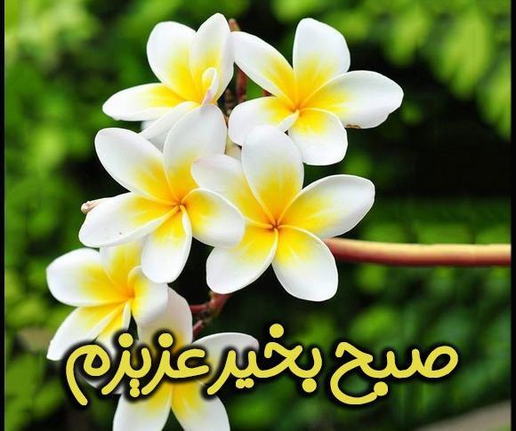 عکس صبح بخیر خیلی قشنگ