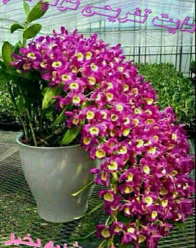 عکسهای صبح بخیر روز سه شنبه