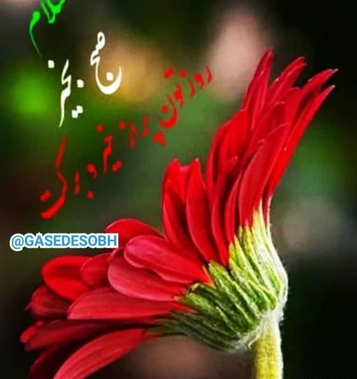 عکس صبح چهارشنبه تون بخیر