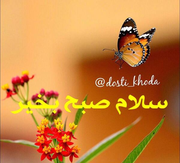 عکس صبح چهارشنبه تون بخیر