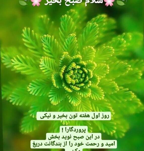 متن و عکس صبح بخیر اول هفته