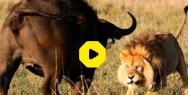 عکس جنگ شیر و ببر