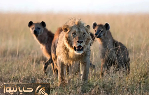 عکس جنگ شیر و ببر