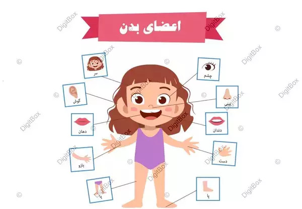 عکس اعضای بدن زن با اسم