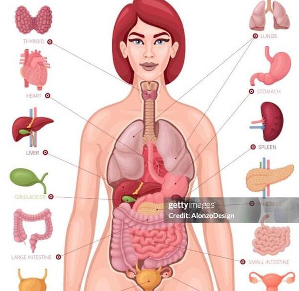 عکس اعضای بدن زن با اسم