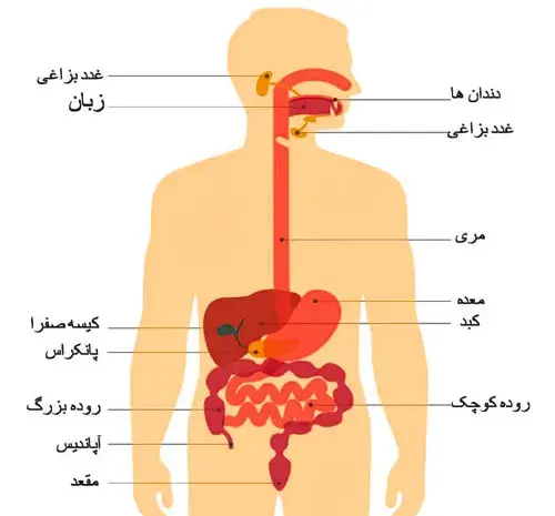 عکس اعضای بدن زن با اسم