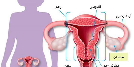 عکس اعضای بدن زن با اسم