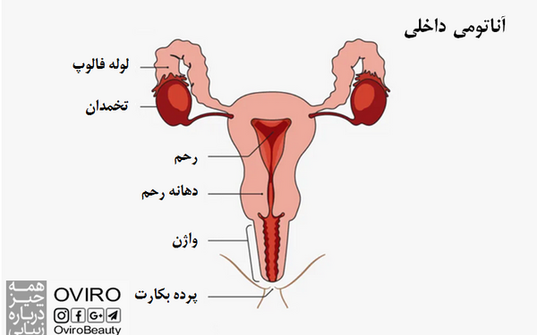 عکس اعضای بدن زن با اسم