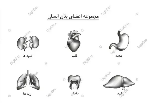 عکس اعضای بدن زن با اسم