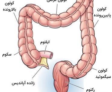 عکس اعضای بدن زن با اسم