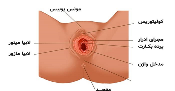 عکس اعضای بدن زن با اسم