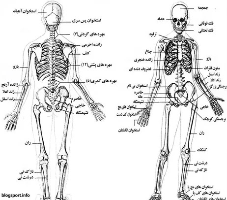 عکس اعضای بدن زن با اسم