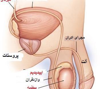 عکس اعضای بدن زن با اسم