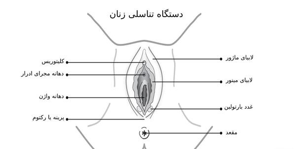عکس اعضای بدن زن با اسم