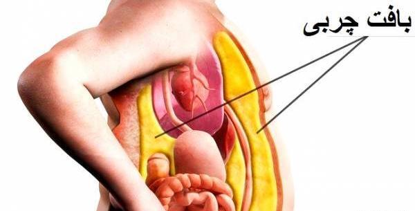 عکس اعضای بدن زن با اسم