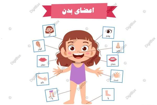 عکس اعضای بدن زن با اسم