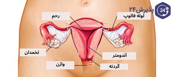عکس اعضای بدن زن با اسم