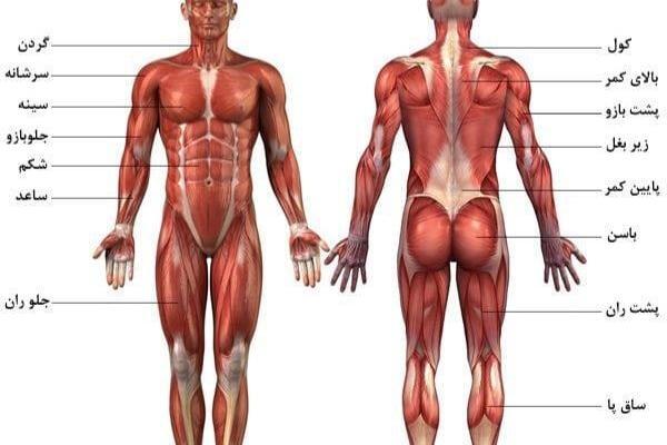 عکس اعضای بدن زن با اسم