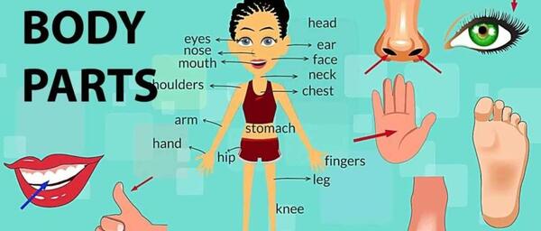 عکس اعضای بدن زن با اسم