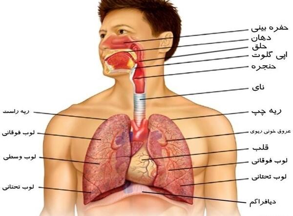 عکس اعضای بدن زن با اسم