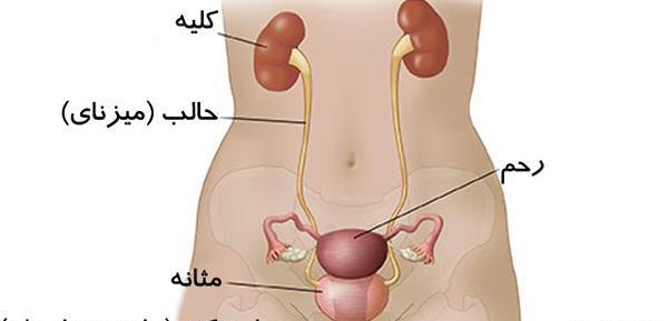 عکس اعضای بدن زن با اسم