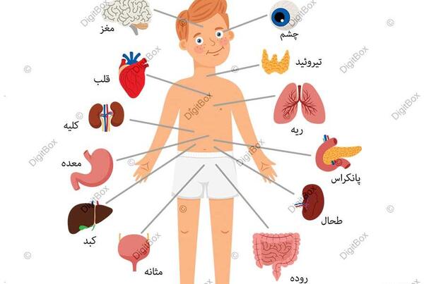 عکس اعضای بدن زن با اسم