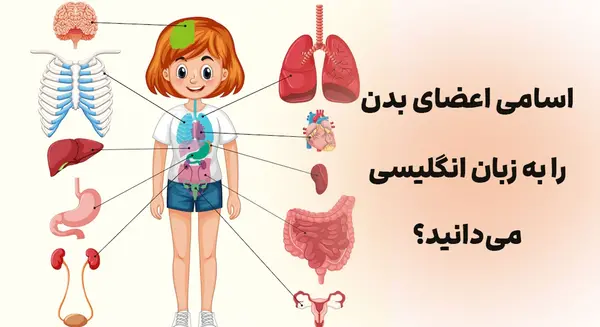 عکس اعضای بدن زن با اسم