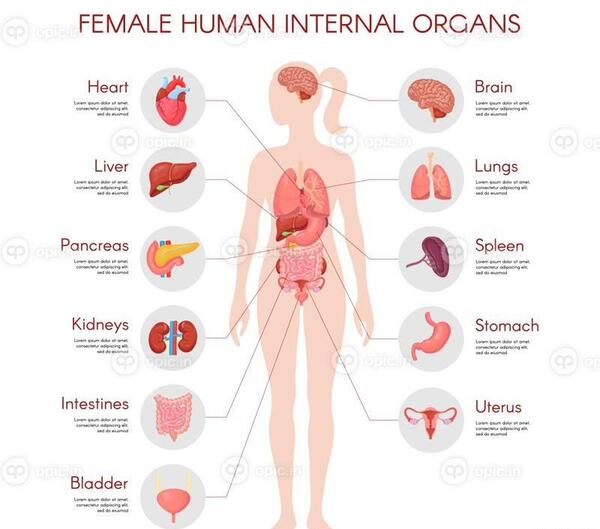 عکس اعضای بدن زن با اسم
