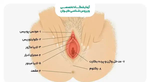 عکس اعضای بدن زن با اسم