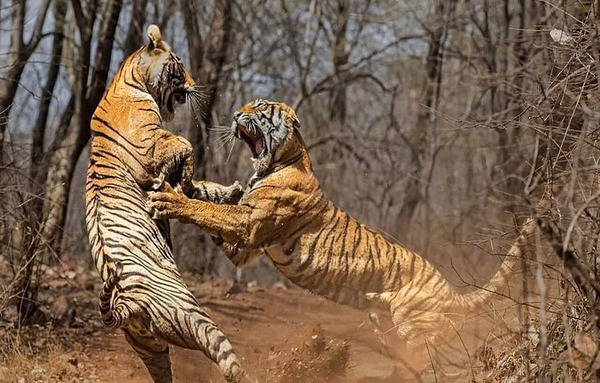 عکس دعوای شیر و ببر