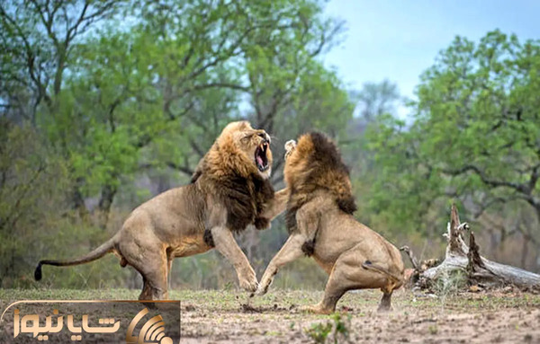 عکس دعوای شیر و ببر
