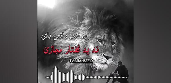 عکس شیر واقعیت