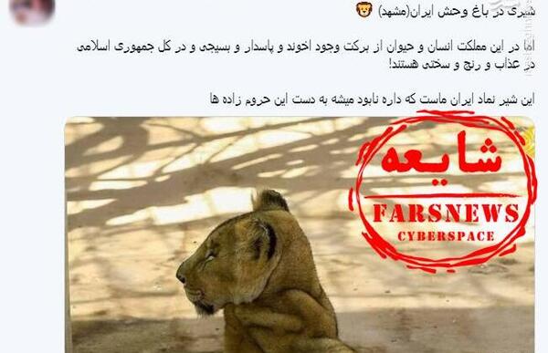 عکس شیر واقعیت