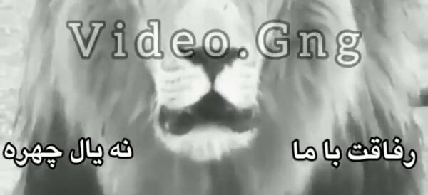عکس شیر با متن لاتی