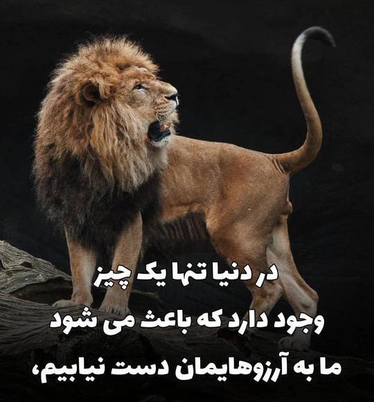 عکس شیر با متن لاتی