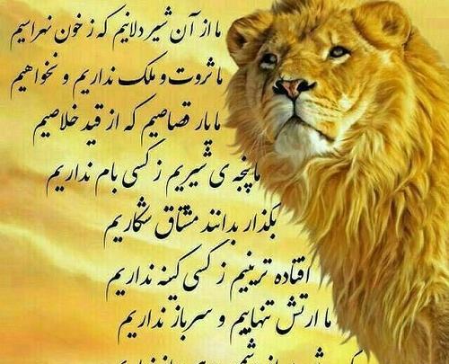 عکس شیر با متن لاتی