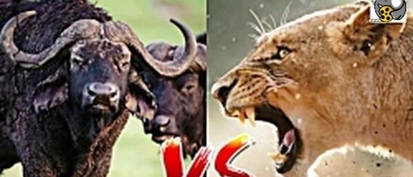 عکس شیر و گاومیش