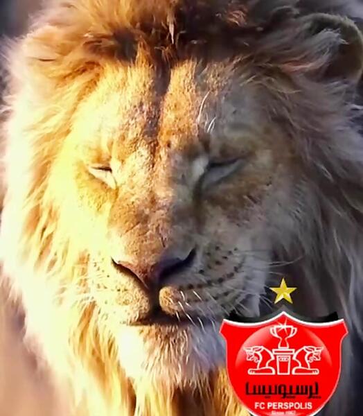 عکس غرش شیر استقلال